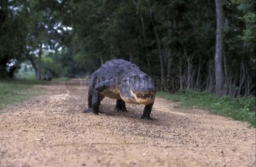Alligator du Mississipi marchant sur un chemin USA