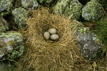 Nest und Eier von Hering MÃ¶wes Normandie Frankreich