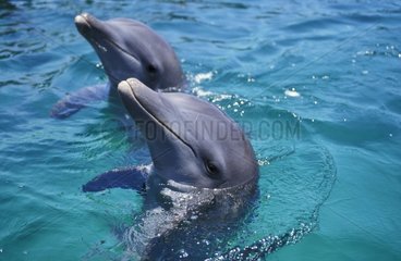 Bottlenose dolphin Honduras