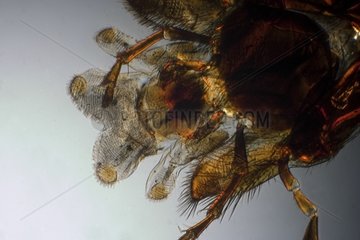 Detail of mouthpieces of a common wasp in polarized light