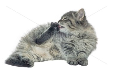 Porträt eines Kätzchens  der eine hintere Pfote leckt