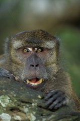 Kalimantan Crabier Macaque Indonesien