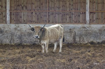 Aubrac Cow in Free Stall in einer Paillée -Gegend