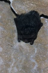 Barbastelle Fledermaus im Winterschlaf in einer Höhle