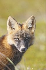Porträt eines jungen roten Fuchs in der dunklen Phase Nome Alaska