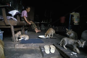 Junge Katzen  die von einer Ã¤lteren Frau Burma einlesen werden