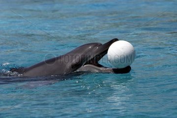 Large Dolphin playing with a ball South Africa