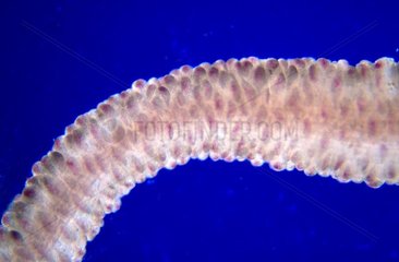 Tentacle of Mauve stinger jellyfish Estartit Spain