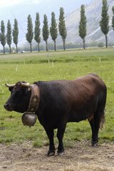 Vache alpine Hérens avec une cloche au cou Suisse