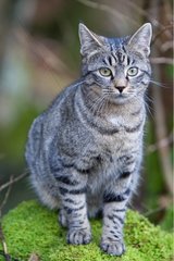 Tabby cat in the forest Oberbruck in the Haut-Rhin