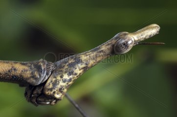 Portrait of Locust-stick insect French Guiana