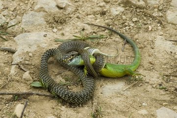 Combat entre une Couleuvre verte et jaune contre Lézard vert
