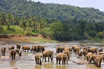 Domestic Asian Elephants on the river Sri Lanka