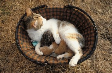 Chatte et ses chatons de 3 jours dans un panier