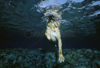 Hund schwimmen Israel Roter Meer