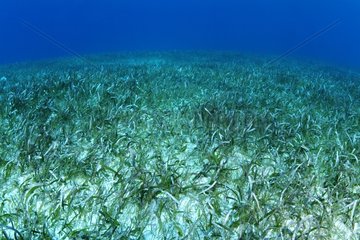 Herbier sous-marin de Thalassia testudinum Belize