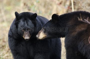 Amerikanische Schwarzbären  die sich darauf vorbereiten  Thoiry France zu spielen