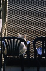 WeiÃŸe Katze vor dem Grill einer Zuflucht NiÃ¨vre Frankreich