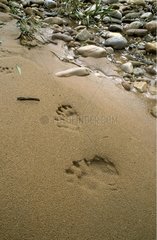 Footprints of Crab-eating Raccoon in the sand French Guiana