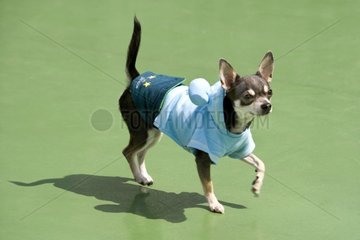 Petit chien en promenade sur un espace de détente Tokyo