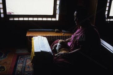 Chat de gouttière couché sur un moine Tibet