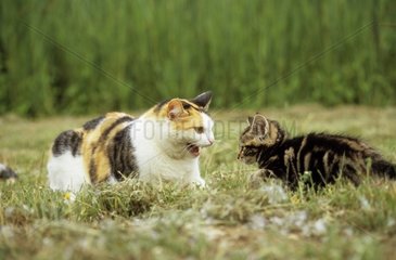 Adult Cat growling on a kitten France