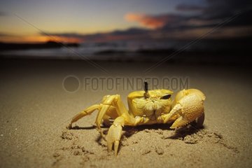 Crabe fantôme sortant un oeil PN Cape Range Australie