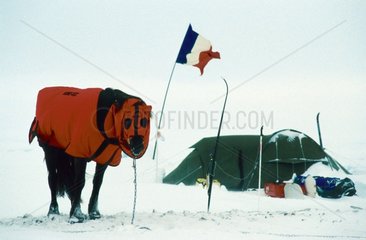 Cheval équipé de combinaison en gore tex doublé Arctique