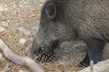 Portrait of a wild boar crunchy pine cone Corsica France