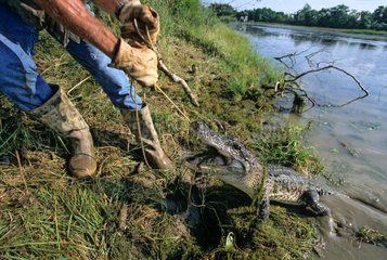 Alligator taken the bait in the night Texas USA