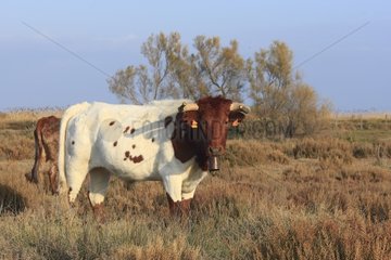 Beef used to conduct the bulls camargue