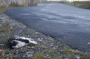 Corpse of European cat crushed in edge of road France