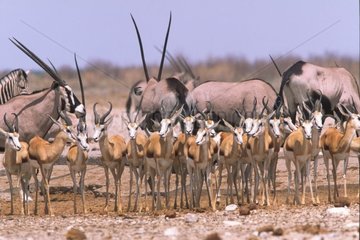 Groupe de Springbok à un point d'eau PN Etosha Namibie