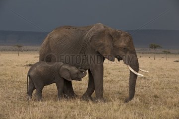 Young African elephant sucking Masaï Mara Kenya