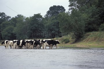 Cows herd in Loire river Bourgogne France