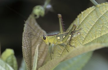 Grasshopper on a leaf Panama