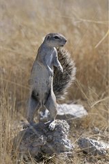 Ground squirrel stand up on its back legs Namibia