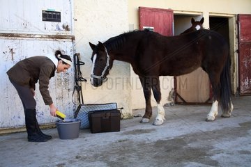 Ein junger Kavalier  der ihr Pferd vorbereitet