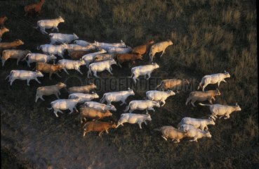 Air sight of an ox herd in pre France
