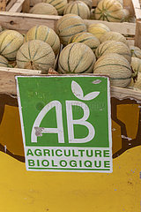 Melons from organic farming on a market  summer  Ardèche  France