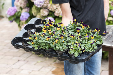 Woman Holding a flower container of Horned Pansy (Viola cornuta) before transplanting  summer  Pas de Calais  France
