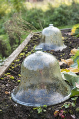 Glass bells in a square garden  autumn  Somme  France