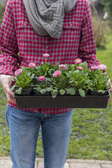 Woman carrying Lawndaisies (Bellis perennis) in bucket  before planting  spring  Pas de Calais  France