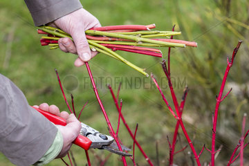 Cuttings step by step of red and yellow dogwoods in a garden