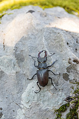 Male Stag beetle sitting on a rock  summer  Ardeche  France