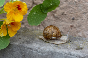 Snail of Burgundy (Helix pomatia)  summer  Alsace  France