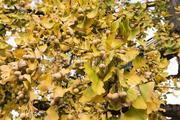 Ginkgo biloba in fruit in a garden  autumn  France