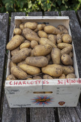 Harvest potato 'Charlottes' in a wooden crate  summer  Moselle  France