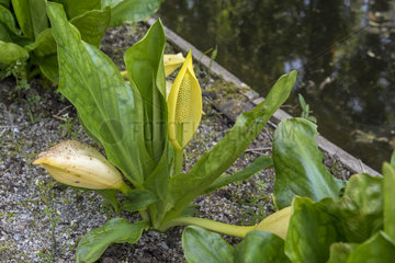 Lysichiton of Kamchatka in bloom in a garden  spring  Somme  France