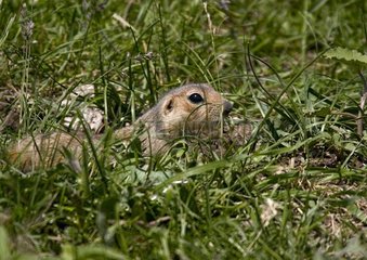 Rotwangen-Erdhörnchen im Gras im Frühjahr Kasachstan